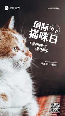 简约实景风国际猫咪日保护动物宣传教育海报 简约实景风国际猫咪日保护动物宣传教育海报模板图片